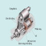 Củ Đề Xe Nâng